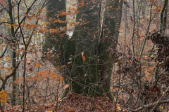 Herbstmomente im Stiftswald