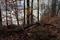 Herbstmomente im Stiftswald