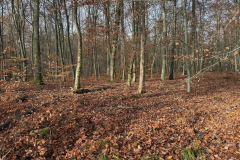 Herbstmomente im Stiftswald