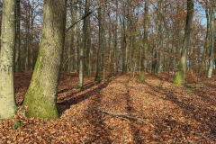 Herbstmomente im Stiftswald
