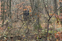 Herbstmomente im Stiftswald