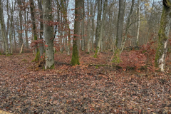 Herbstmomente im Stiftswald