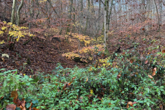Herbstmomente im Stiftswald