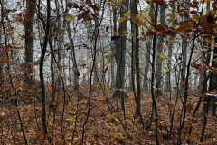 Herbstmomente im Stiftswald