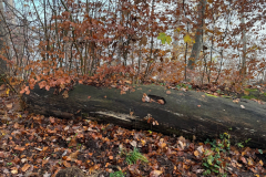 Herbstmomente im Stiftswald