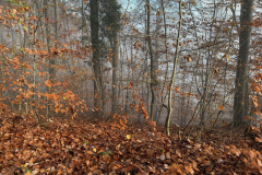 Herbstmomente im Stiftswald