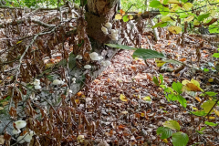 Impressionen vom Stiftsforst