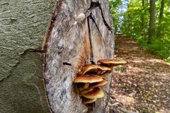 Impressionen vom Stiftsforst