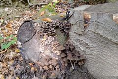 Impressionen vom Stiftsforst