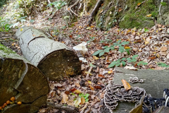 Impressionen vom Stiftsforst