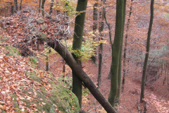 Impressionen vom Stiftsforst